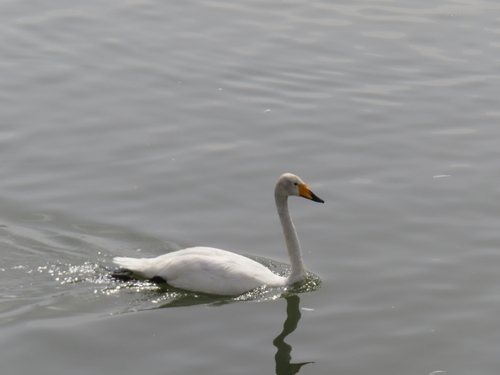 Whooper Swan