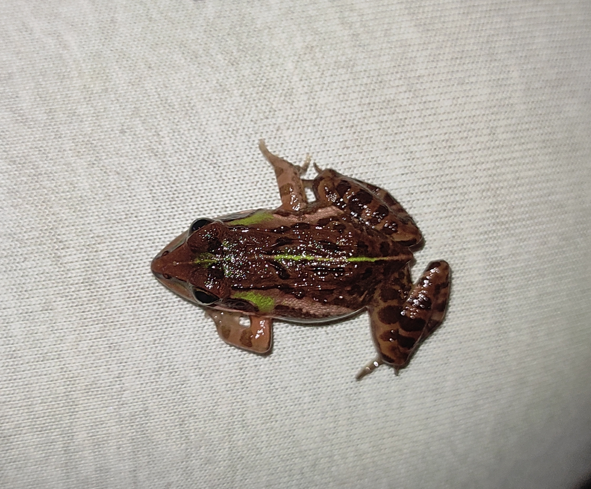 Indian Bull Frog