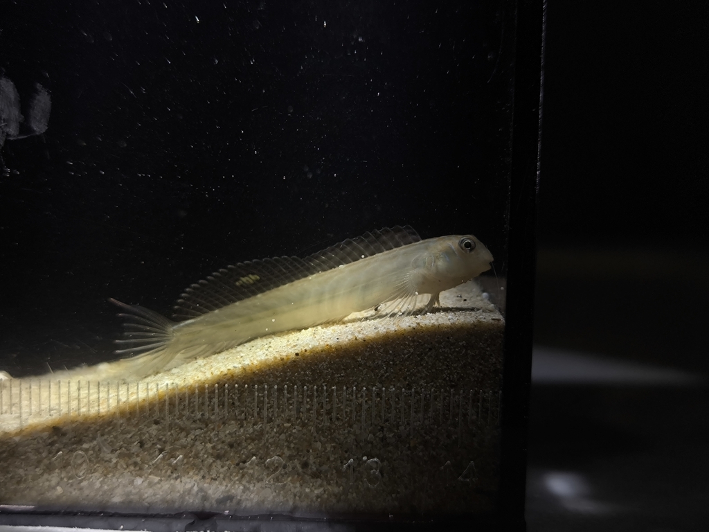 Chevron blenny (Omobranchus elongatus) — Blenniidae