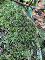 Brachythecium frigidum