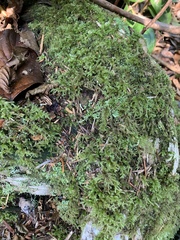 Brachythecium frigidum