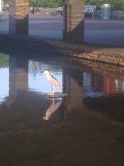 Nycticorax nycticorax