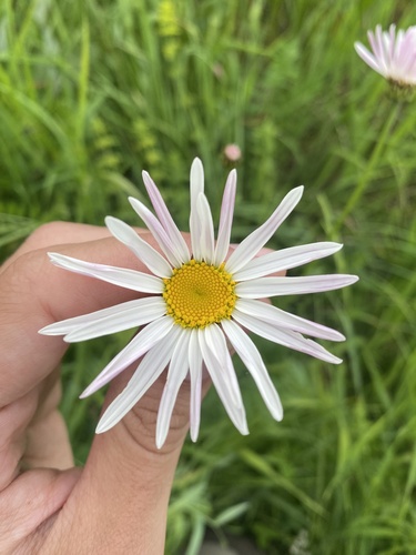 Pyrethum daisy (Tanacetum coccineum)