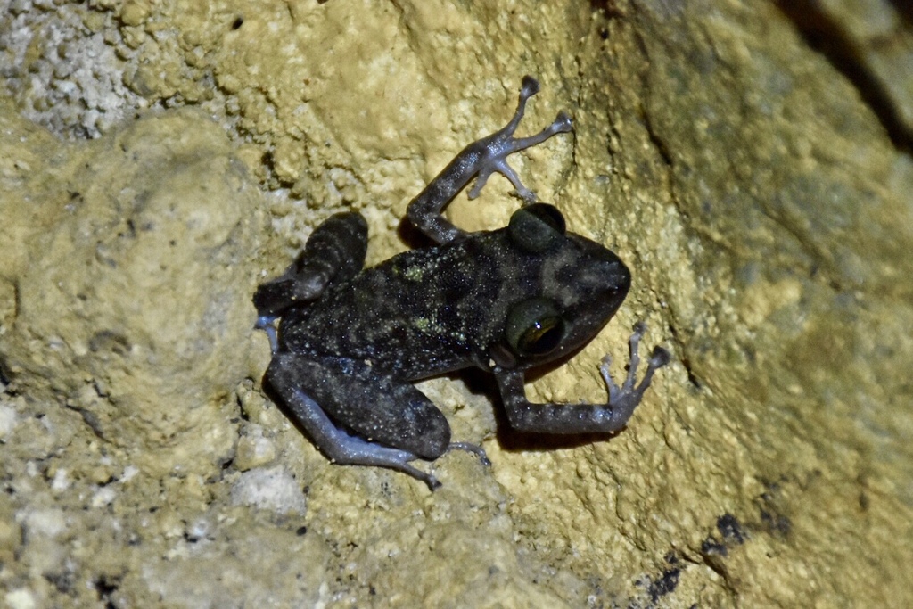 Cuban Pineland Frog