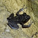 Pinos Robber Frog - Photo (c) Alexis Felipe, some rights reserved (CC BY-NC), uploaded by Alexis Felipe