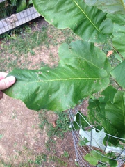 Magnolia macrophylla ashei