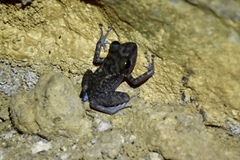 Eleutherodactylus zeus