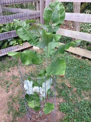 Magnolia macrophylla ashei