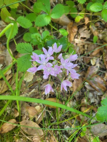 oneleaf onion (Allium unifolium)