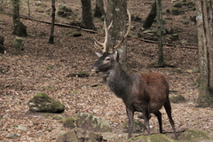 Cervus elaphus corsicanus