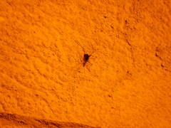 Hadenoecus subterraneus