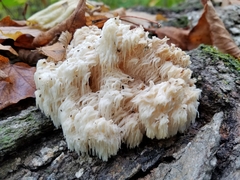 Hericium americanum