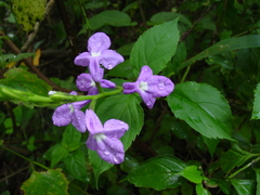 Bouchea pseudogervao