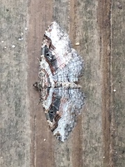 Costaconvexa