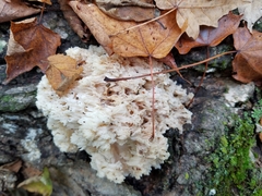 Hericium americanum