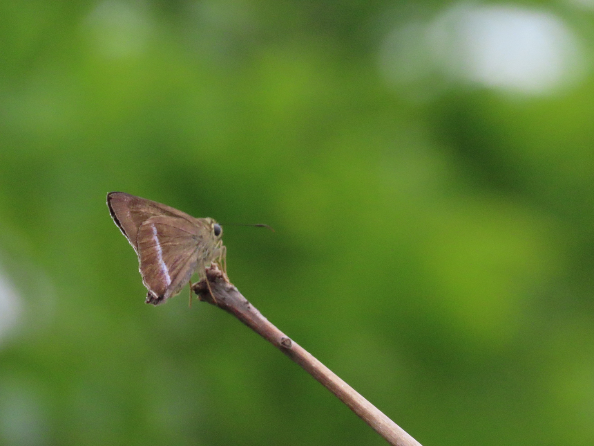 Common Banded Awl