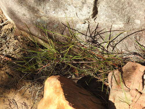 Grevillea dimorpha, photograph 3
