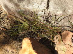 Grevillea dimorpha, photograph ttsquid, CC BY, iNaturalist via GBIF