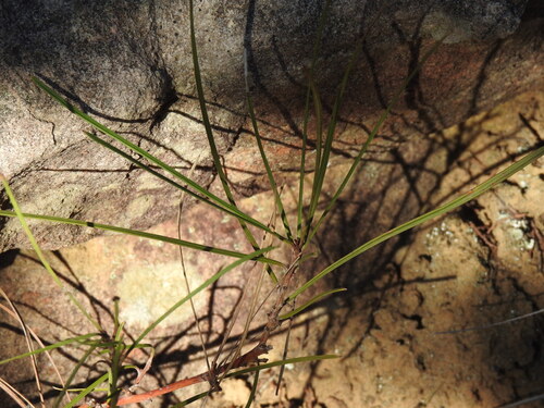 Grevillea dimorpha, photograph 2