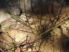 Grevillea dimorpha, photograph ttsquid, CC BY, iNaturalist via GBIF