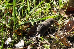 Blarina carolinensis
