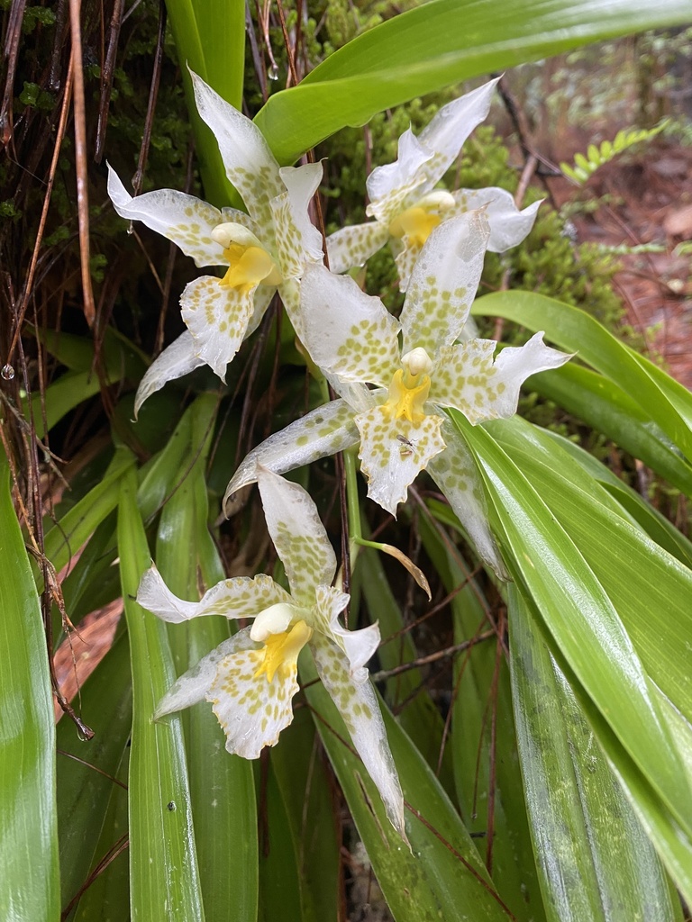 Rhynchostele aptera