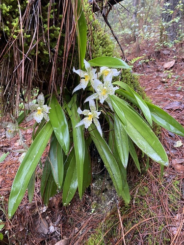 Rhynchostele aptera, photograph 2