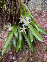 Rhynchostele aptera, photograph (c) fern Wildtruth, some rights reserved (CC BY)