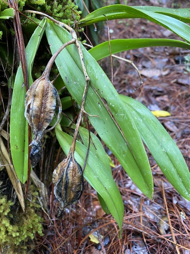 Rhynchostele aptera, photograph 3