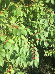 Lonicera maackii