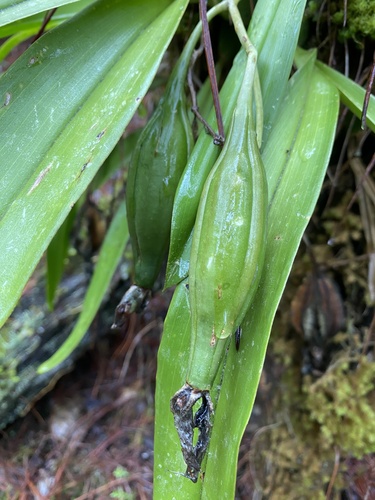 Rhynchostele aptera, photograph 4