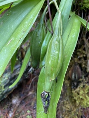Rhynchostele aptera, photograph (c) fern Wildtruth, some rights reserved (CC BY)