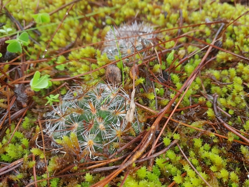 Cactus (Mammillaria deherdtiana)