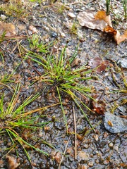 Isolepis setacea