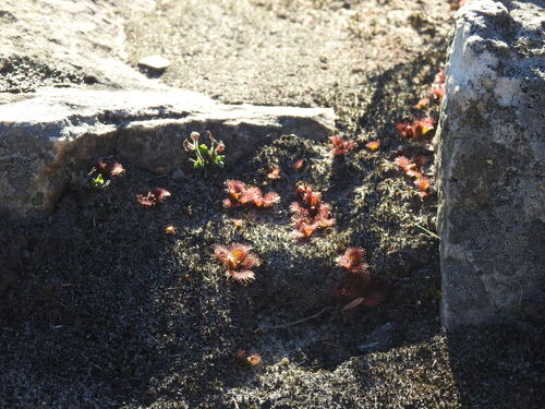 Drosera aberrans