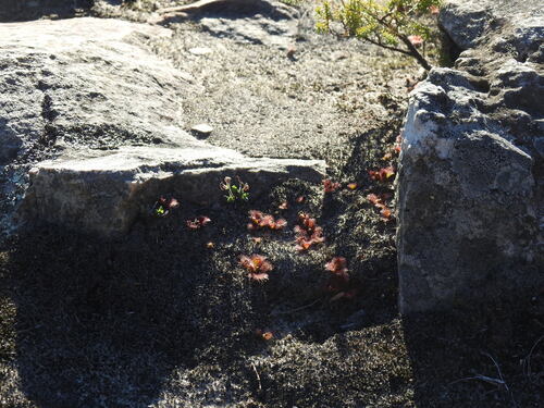 Drosera aberrans