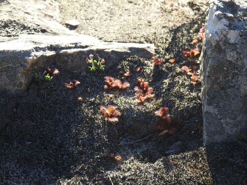 Drosera aberrans