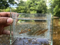 Brook Darter photo 3