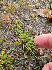 Isolepis setacea