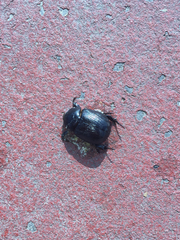 Pentodon bidens punctatus