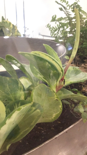 Peperomia obtusifolia