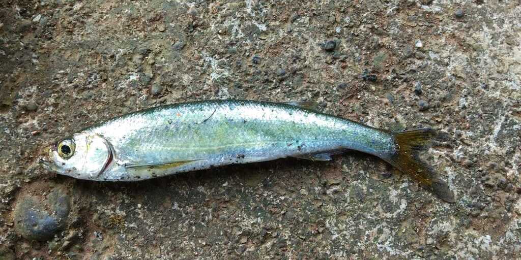 Large Razorbelly Minnow