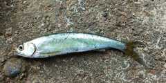Large Razorbelly Minnow photo 1