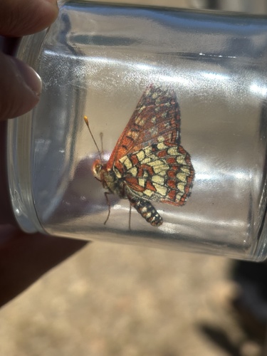 iNaturalist observation photo of Euphydryas