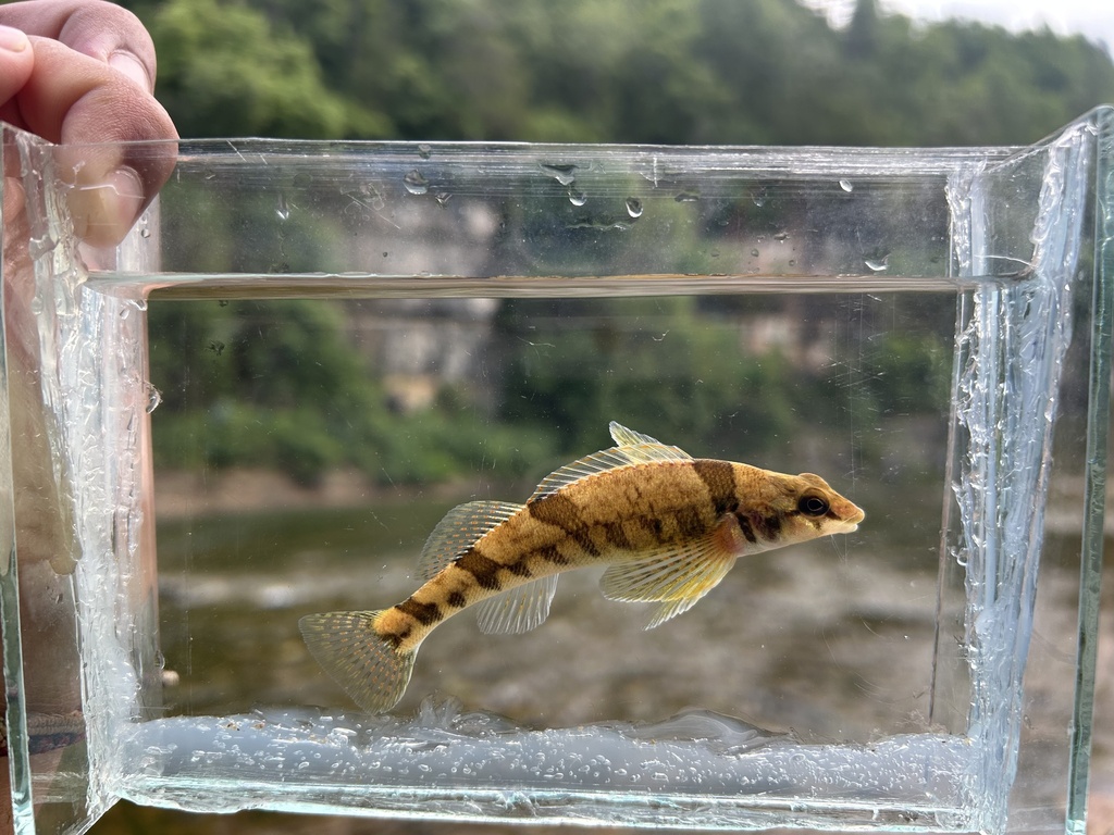 Arkansas Saddled Darter