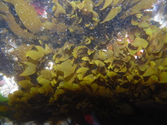 Dictyota kunthii