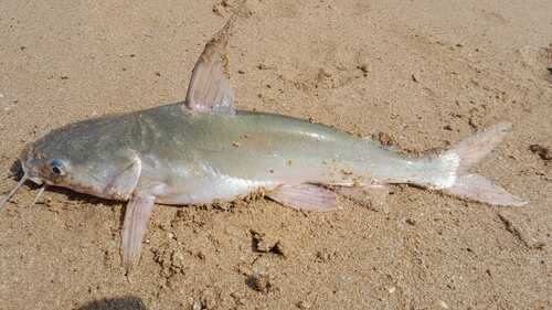 Threadfin sea catfish (Arius arius) — Ariidae — 2