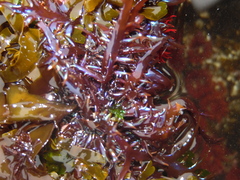 Chondracanthus chamissoi