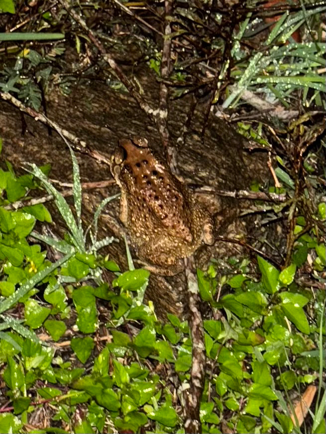 Indian Common True Toad