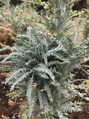 Astragalus brauntonii